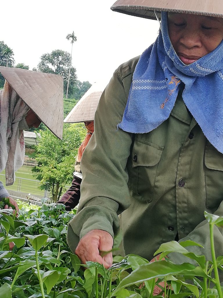 thé vietnamien thai nguyen tan cuong